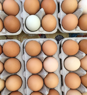 Pastured Eggs (18 count)